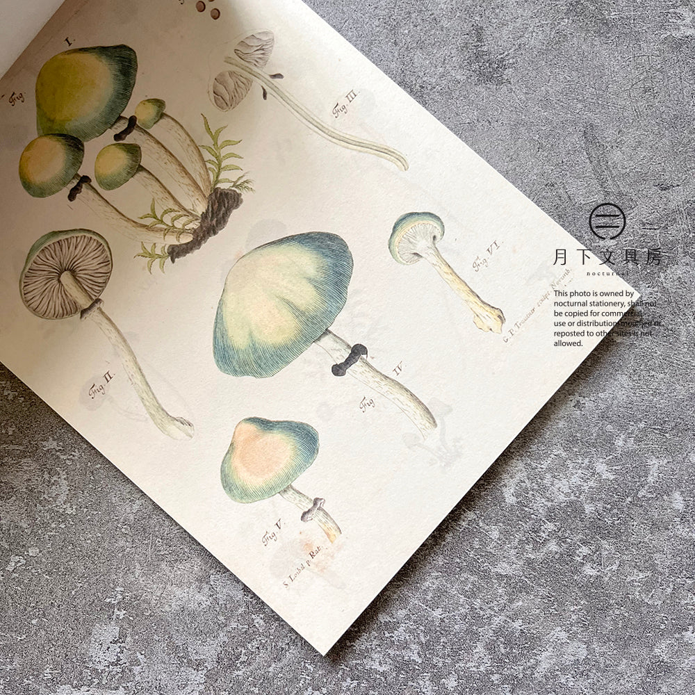 B-45 | 100 WRITING & CRAFTING PAPERS OF MUSHROOMS